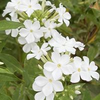 ガーデニング,花のある暮らし,ナチュラルスタイル,おうち園芸,庭の画像