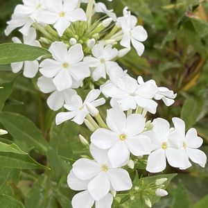 ガーデニング,花のある暮らし,ナチュラルスタイル,おうち園芸,庭の画像