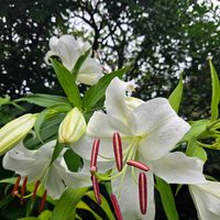 カサブランカ,ユリ,オリエンタルリリー,バラ アイスバーグ,百合の画像