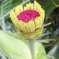 ジニア（百日草）の画像