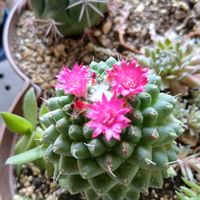 サボテン,百均,開花,サボテンの花,ベランダの画像