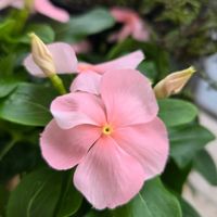 日々草,ビンカ,花のある暮らし,餅田花園,花友さんに感謝♡の画像