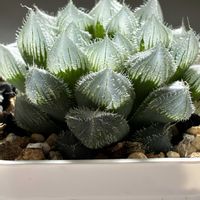 ハオルチア,多肉植物,ハオルチア属,多肉植物のある暮らし,窓辺の画像