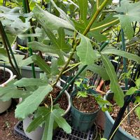 イチジク,いちじく,鉢植えいちじく,環状剥皮,無花果の栽培の画像