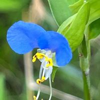 ツユクサ,可愛い,癒される,美しい,今日のお花の画像