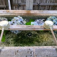 アジサイの画像