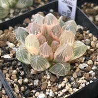 ハオルチア,OMオブツーサ錦,多肉植物,軟葉系ハオルチア,オブツーサ。の画像