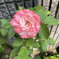 キキョウ,ルリマツリ,薔薇 ノスタルジー,ケイトウ セロシア,おうち園芸の画像