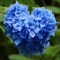 アジサイ,紫陽花,紫陽花 アジサイ あじさい,ハート❤の画像