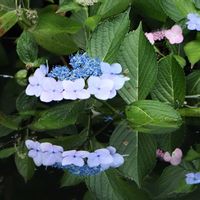 アジサイ,アジサイ,紫陽花,紫陽花 アジサイ あじさい,リフレクションの画像