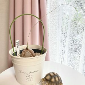 可愛い〜♡,多肉植物のある暮らし,とってもキレイ♡,キュンキュン乙女倶楽部,繋がりに感謝✨の画像