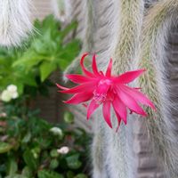 サボテン,ヒモサボテン,ヒルデウィンテラ・カラデモノニス,多肉植物,サボテンの花の画像