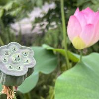 花のある暮らし,元気に育ててますよの画像