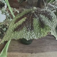 ベゴニア,ベゴニア,根茎性 ベゴニア,レックス　ベゴニア,根茎性ベゴニア　マッソニアナ　マクラタの画像