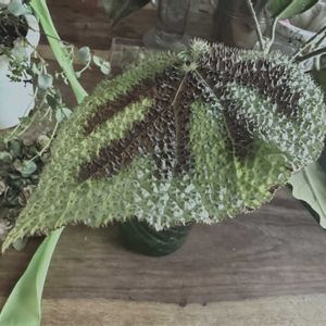 ベゴニア,ベゴニア,根茎性 ベゴニア,レックス　ベゴニア,根茎性ベゴニア　マッソニアナ　マクラタの画像
