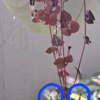ハートカズラ,ハートカズラ,ハートカズラ,小さい小さいお花,もっと小さい花芽の画像