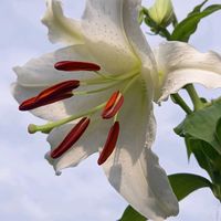 ガイラルディア,カサブランカ,バラ,ヒオウギ,鉢植えの画像