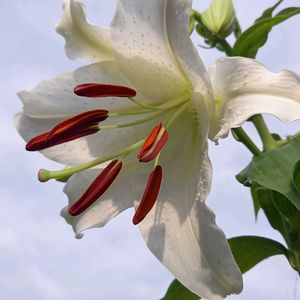 ガイラルディア,カサブランカ,バラ,ヒオウギ,鉢植えの画像