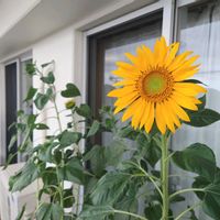 花のある暮らし,畑仕事,花いろいろ,畑作業,愛情込めての画像