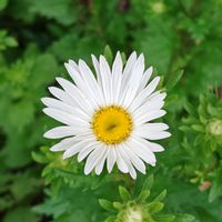 ブラキカム,花散歩,花のある暮らし,植物のある暮らし,植中毒の画像