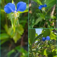 ツユクサ,花のある暮らし,スマホ撮影,癒やし,今日のお花の画像