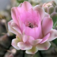 ꒰ღ˘◡˘ற꒱かわゅ~,花のある暮らし,屋上ガーデニング,おうち園芸,花友さんに感謝❤️の画像
