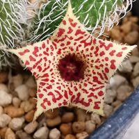 ガガイモ,多肉植物,かわいい,ガガイモ科,色あざやかの画像