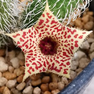 ガガイモ,多肉植物,かわいい,ガガイモ科,色あざやかの画像