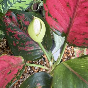 アグラオネマ,観葉植物,開花,グリーンのある暮らし,インドアグリーンの画像