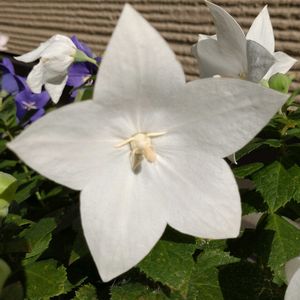 桔梗(キキョウ),鉢植え,ガーデニング,ソフトクリーム,散策さんぽの画像