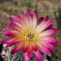 サボテン,白檀,花サボテン,多肉植物,サボテンの花の画像