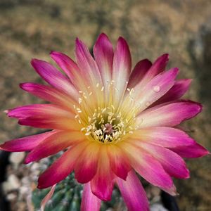 サボテン,白檀,花サボテン,多肉植物,サボテンの花の画像