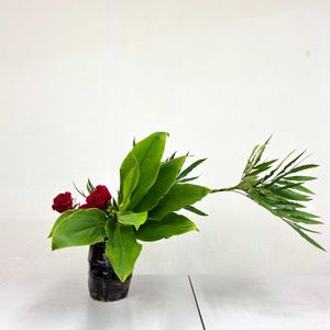 ケイトウ,ドラセナ,イワナンテン,いけばな,草月流の画像