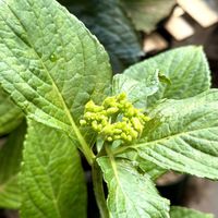 アジサイ,紫陽花 平田織姫,紫陽花が好き♡,紫陽花大好き,やっぱり紫陽花が好きの画像