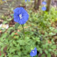 アメリカンブルー,かわいい,ブルー,花のある暮らし,みどりのある暮らしの画像