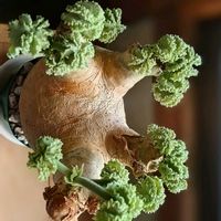 ボタニカルライフ,緑のある暮らし,童心に還る時間,唯一無二の存在感,珍奇植物マニアに刺さる子の画像