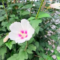ヒマワリ,ヒマワリ,ムクゲ,ムクゲ,散歩コースの画像