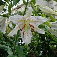 ユリ,ヤマユリ,球根,球根植物,花のある暮らしの画像