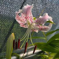 ユリ,ヤマユリ,カノコユリ,球根,球根植物の画像