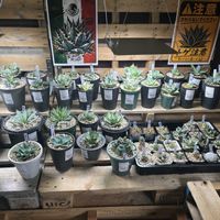 アガベの画像