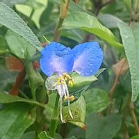 ツユクサ,ペンタス,ペンタス,今日のお花,蕾が好きの画像