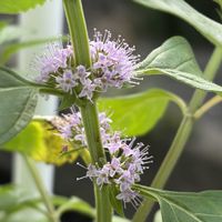 ニホンハッカ,原種シクラメン プルプラセンス,バラ　レヴリ,原種系 ハイビスカス,ばら バラ 薔薇の画像