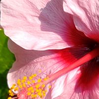 ハイビスカス,ピンク,ピンクの花,大好きな花,風の中の画像