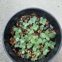 子宝弁慶草,子宝草,カランコエ属,子宝草　子供丼の画像