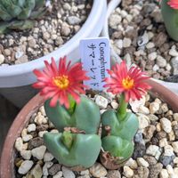 コノフィツム,コノフィツム サマーレッド,多肉植物,赤い花,コノフィツム属の画像