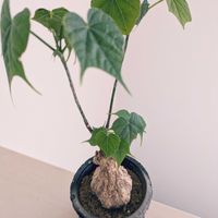 フィルミアナ コロラータ,フィルミアナ・コロラータ,珍奇植物,根塊植物,フィルミナ コロラータの画像