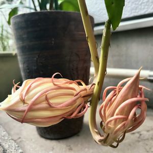 ガーデニング,花のある暮らし,わんこと一緒,バルコニスト,虫にも負けないの画像