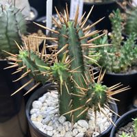 多肉植物,ユーフォルビア,トゲトゲの画像