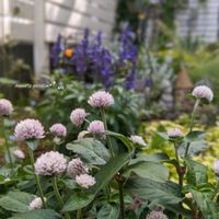 エキナセア,センニチコウ,千日紅,お花のある暮らし,お花に癒されての画像