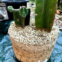 植え替え, サボテン, 柱サボテン ,ブランチ,生きてますの画像